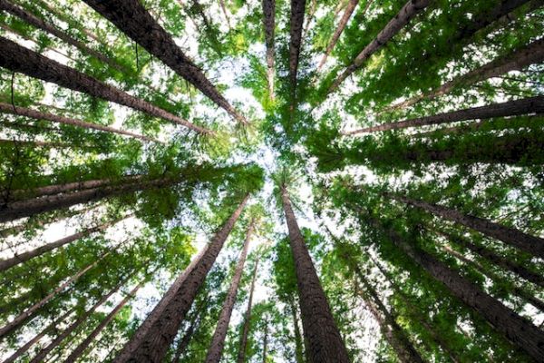 The image shows a view from the forest floor looking up at tall, green trees and the sky beyond.